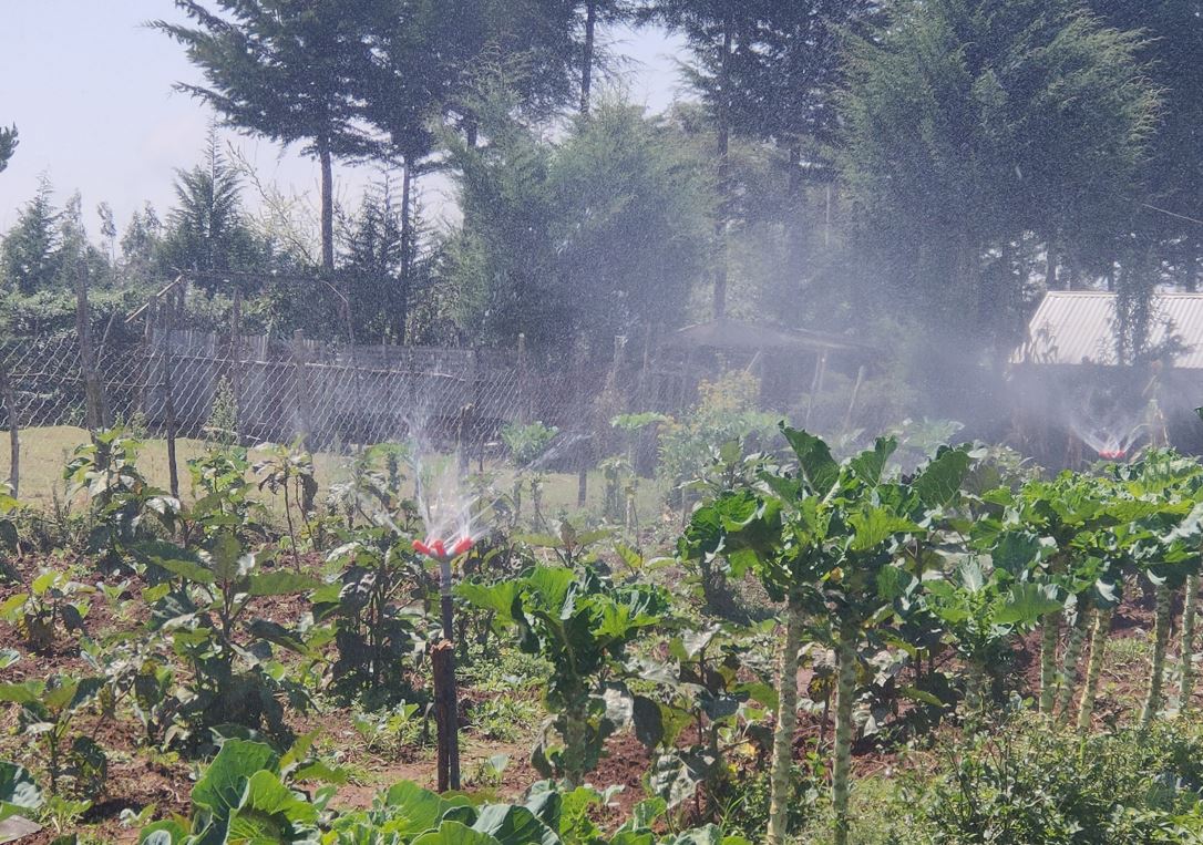Irrigation in Jabini