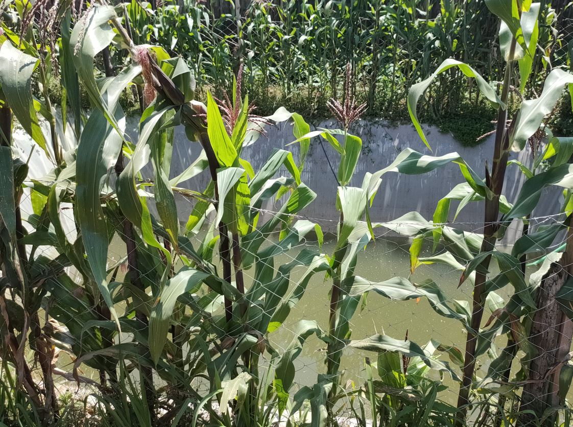 Maize and water pan