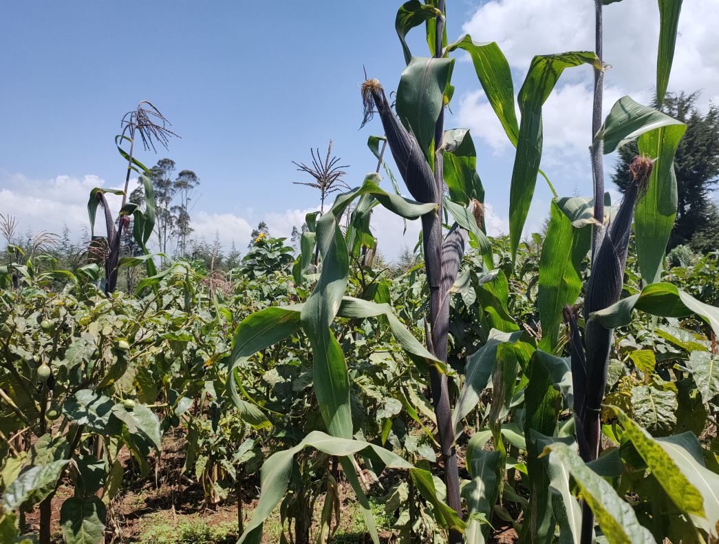 Maize crop in Jabini
