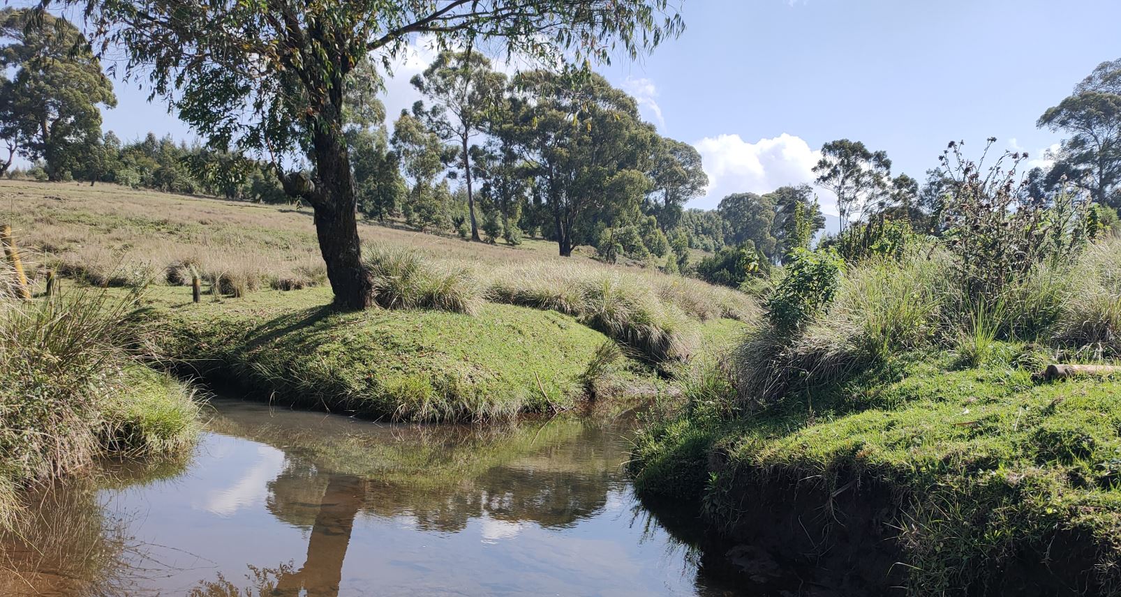 Sasumua River at bridge