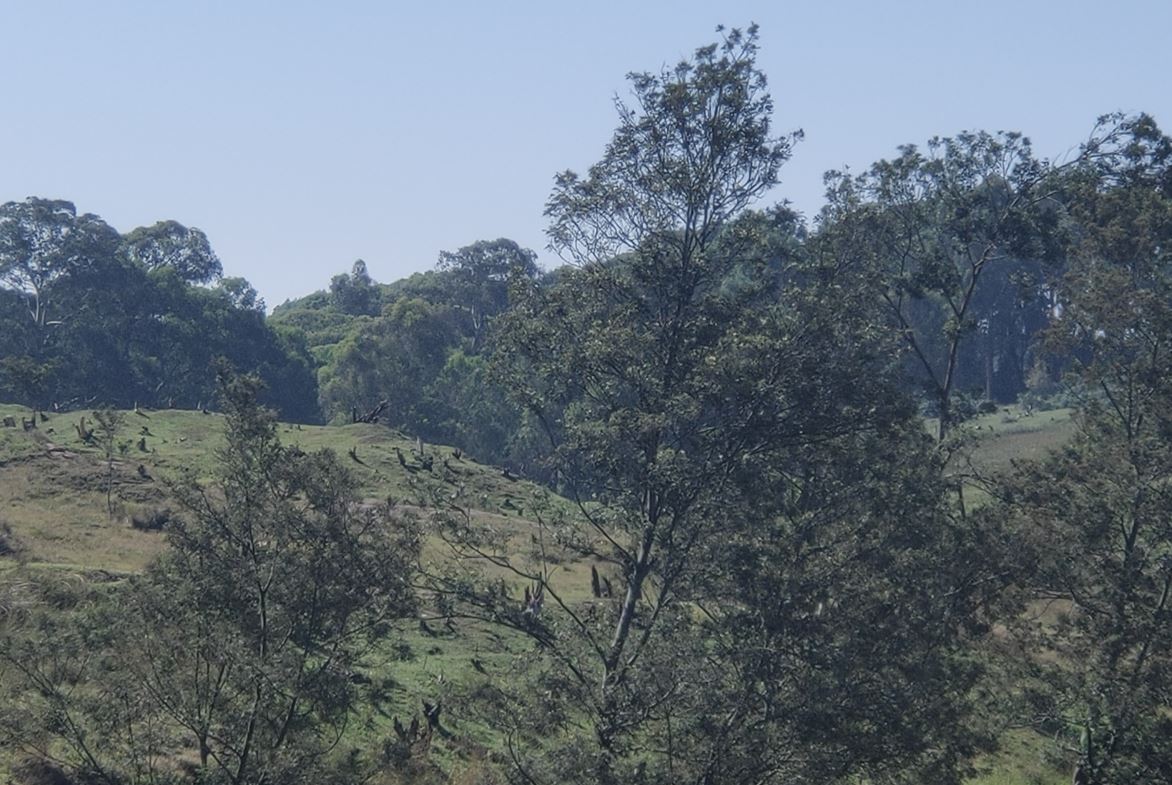 Sasumua catchment deforested