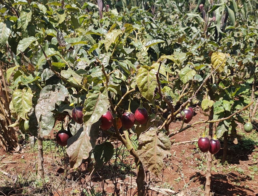 Tree tomato at Jabini